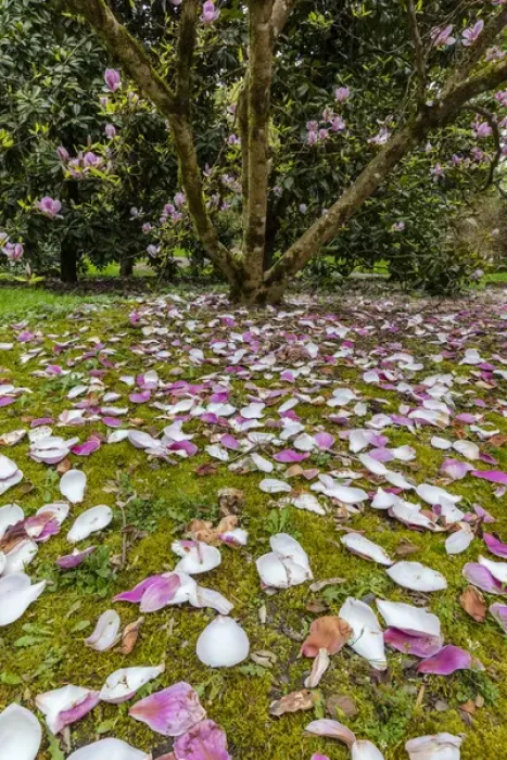 Framed Print : Magnolia trees flowering in spring at the Arboretum in Seattle, Washington, USA