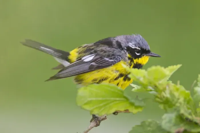 Framed Print : Magnolia Warbler (Dendroica magnolia) male during spring migration, Texas
