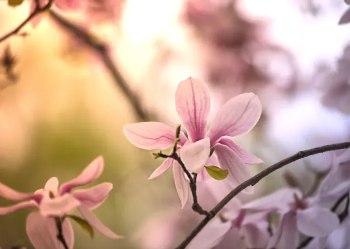 Framed Print : Magnolias in morning light in Comstock Park, Michigan