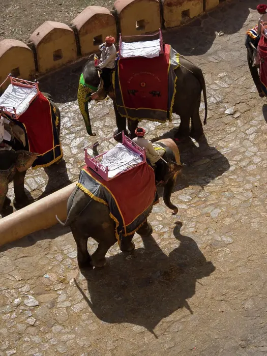 Framed Print : Mahout with tourist riding on elephant in Jaipur, Rajasthan, India