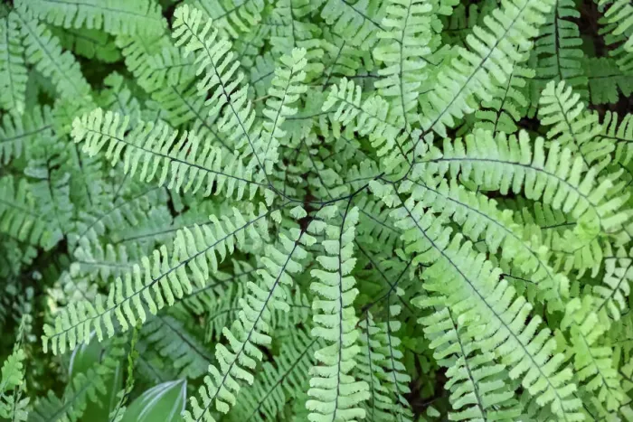 Framed Print : Maidenhair fern Framed Print : Maidenhair fern