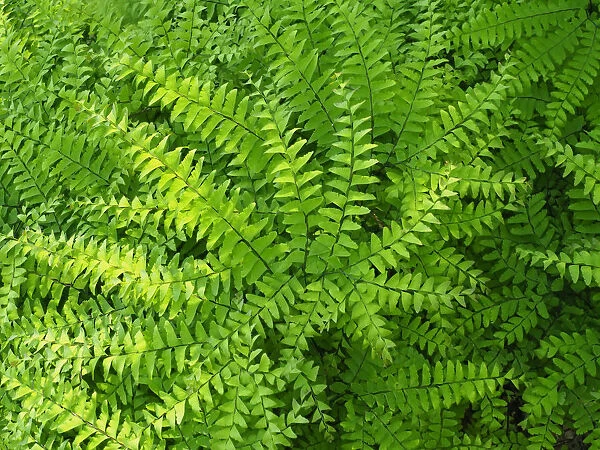 Maidenhair fern, Adiantum pedatum, a perennial