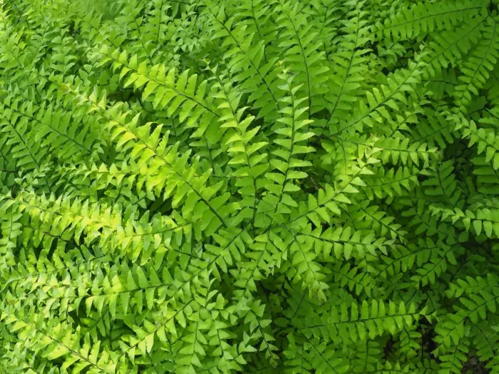 Framed Print : Maidenhair fern, Adiantum pedatum, a perennial Framed Print : Maidenhair fern, Adiantum pedatum, a perennial