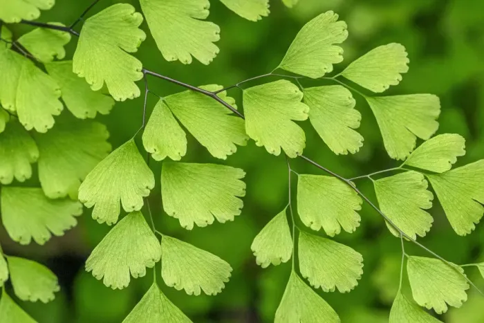 Framed Print : Maidenhead Fern