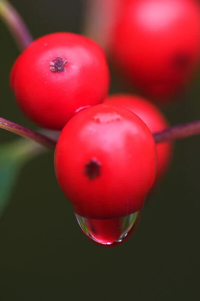 07. Maine, Acadia NP, Close up of red berries with reflection in raindrop