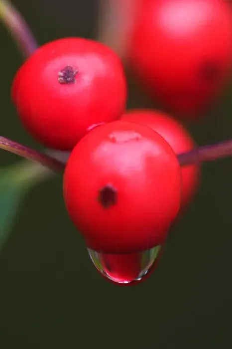 Framed Print : 07. Maine, Acadia NP, Close up of red berries with reflection in raindrop Framed Print : 07. Maine, Acadia NP, Close up of red berries with reflection in raindrop