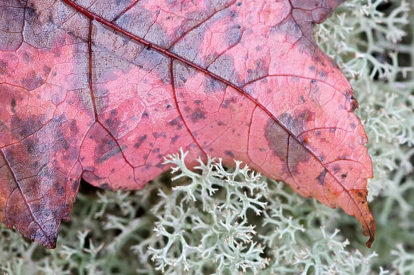 Maine, Acadia NP, Fall leaf on reindeer moss on forrest floor