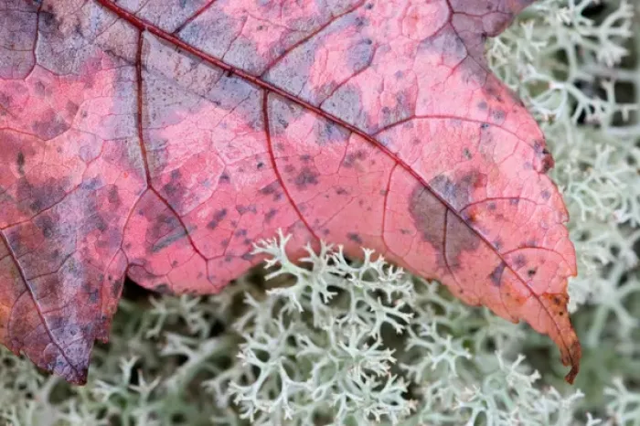 Framed Print : Maine, Acadia NP, Fall leaf on reindeer moss on forrest floor Framed Print : Maine, Acadia NP, Fall leaf on reindeer moss on forrest floor