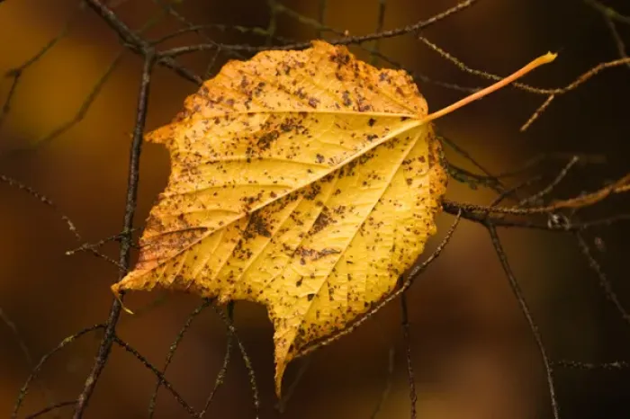 Framed Print : 07. Maine, Acadia NP, Golden leaf caught on bare tree branches