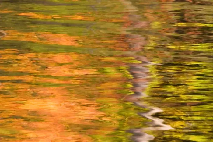 Framed Print : Maine. Acadia NP, Refections of fall foliage and birch tree in pond Framed Print : Maine. Acadia NP, Refections of fall foliage and birch tree in pond