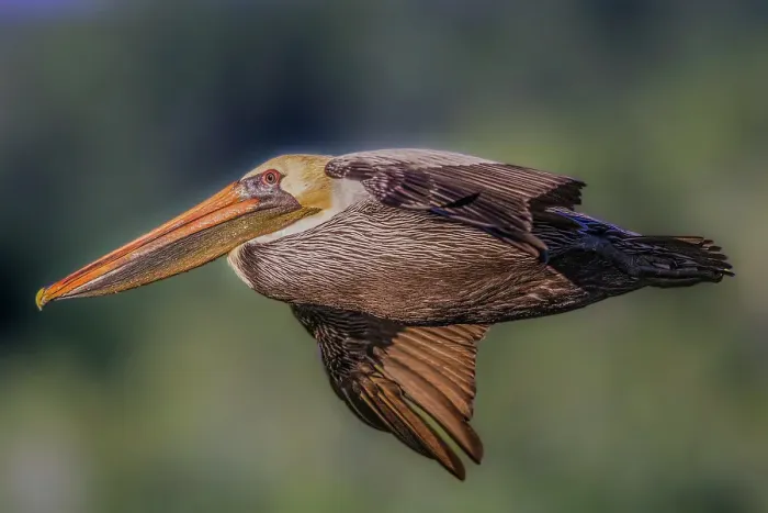 Framed Print : A majestic brown pelican glides across the sky