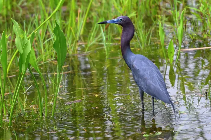 Framed Print : Majestic little blue Heron standing in a pond at attention for food Framed Print : Majestic little blue Heron standing in a pond at attention for food