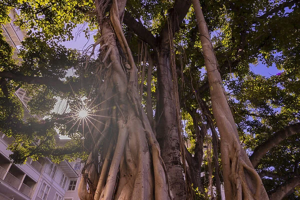 Majestic old Banyan tree with sunstar. Waikiki, Oahu, Hawaii