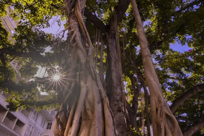 Framed Print : Majestic old Banyan tree with sunstar. Waikiki, Oahu, Hawaii Framed Print : Majestic old Banyan tree with sunstar. Waikiki, Oahu, Hawaii