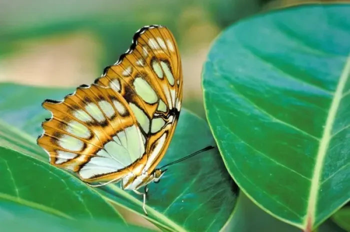 Framed Print : Malachite butterfly (Siproeta stelenes) Framed Print : Malachite butterfly (Siproeta stelenes)