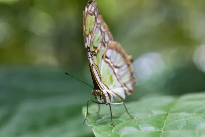Framed Print : Malachite Butterfly (Siproeta stelenes) stands on a leaf in the Costa Rican rainforest Framed Print : Malachite Butterfly (Siproeta stelenes) stands on a leaf in the Costa Rican rainforest
