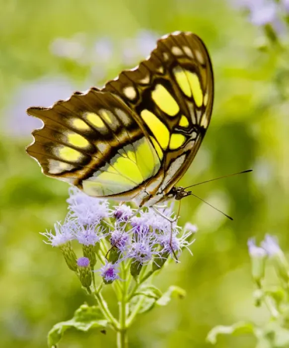 Framed Print : Malachite (Siproeta stelenes) butterfly nectaring on mist flower, Falcon State Park Framed Print : Malachite (Siproeta stelenes) butterfly nectaring on mist flower, Falcon State Park