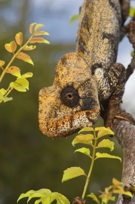 Framed Print : Malagasy Giant Madagascar or Oustalets Chameleon (Furcifer oustaleti), Montagne Framed Print : Malagasy Giant Madagascar or Oustalets Chameleon (Furcifer oustaleti), Montagne