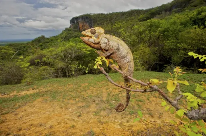 Framed Print : Malagasy Giant Madagascar or Oustalets Chameleon (Furcifer oustaleti), Montagne Framed Print : Malagasy Giant Madagascar or Oustalets Chameleon (Furcifer oustaleti), Montagne
