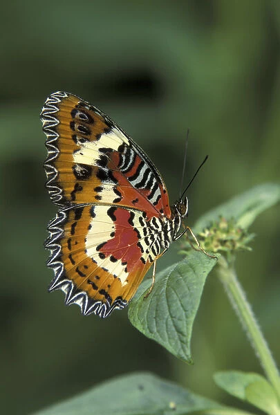 Malay Lacewing butterfly (Cethosia hypsea)