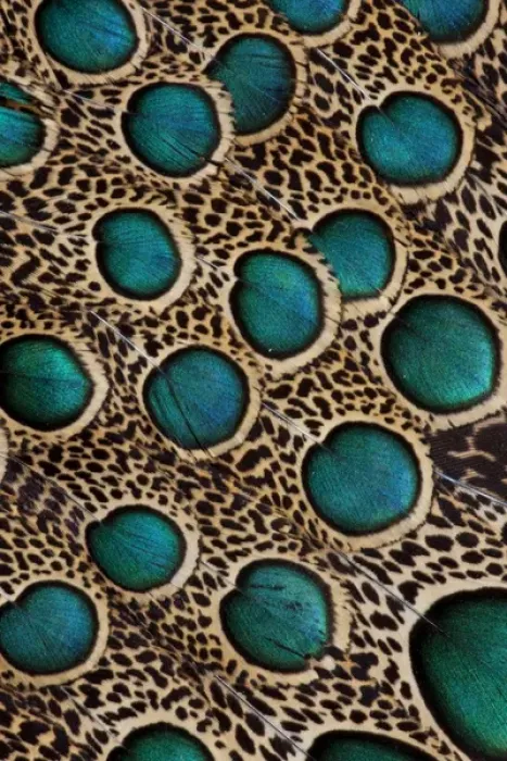 Framed Print : Malay Peacock Pheasant feathers with blue circles Framed Print : Malay Peacock Pheasant feathers with blue circles