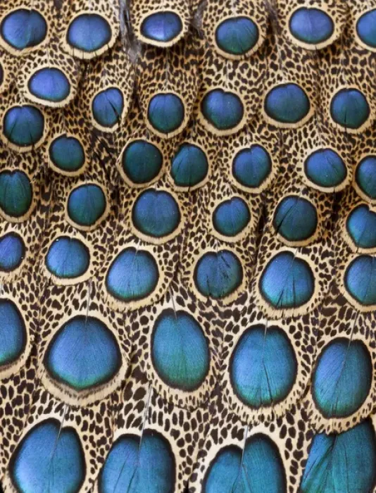 Framed Print : Malay Peacock Pheasant feathers with blue circles
