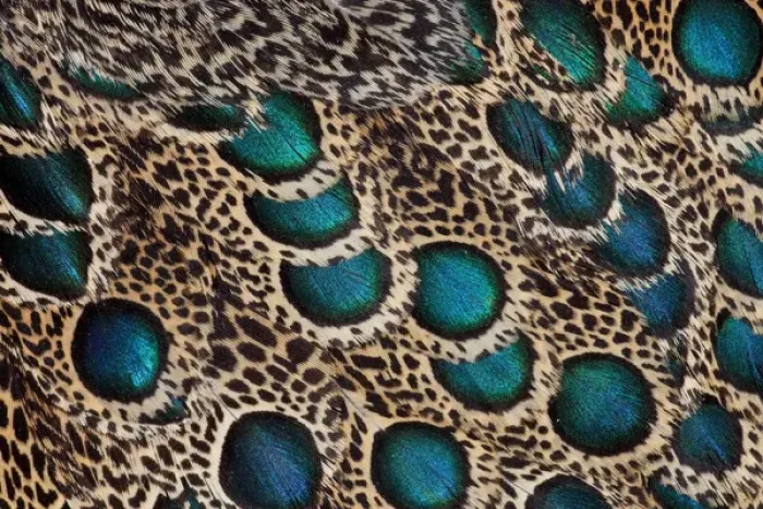 Framed Print : Malay Peacock Pheasant feathers with blue circles