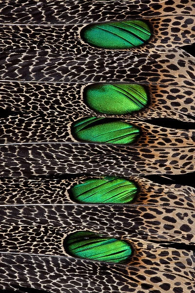 Malay Peacock Tail Feather Design