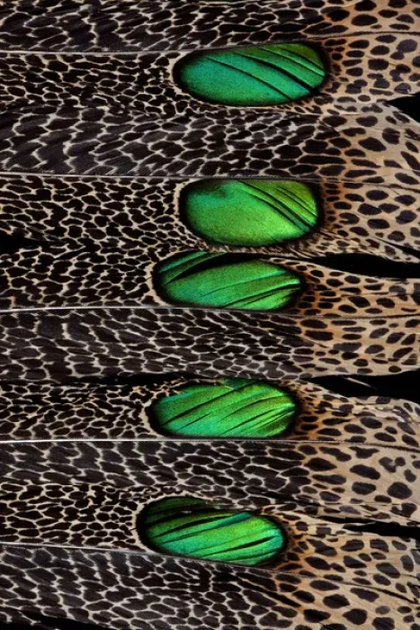 Framed Print : Malay Peacock Tail Feather Design Framed Print : Malay Peacock Tail Feather Design