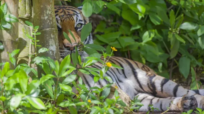 Framed Print : A Malayan tiger maintains a restful vigil