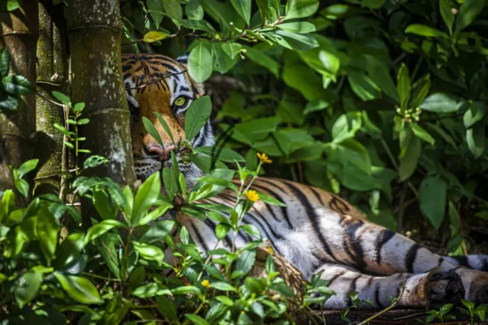 Framed Print : A Malayan tiger maintains a restful vigil