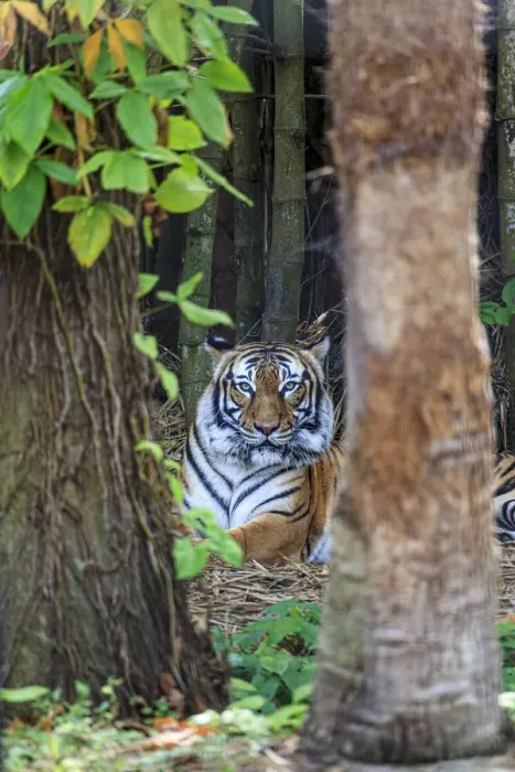 Framed Print : A Malayan tiger maintains a restful vigil Framed Print : A Malayan tiger maintains a restful vigil
