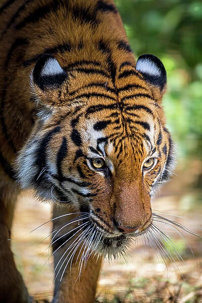 A Malayan tiger has penetrating eyes