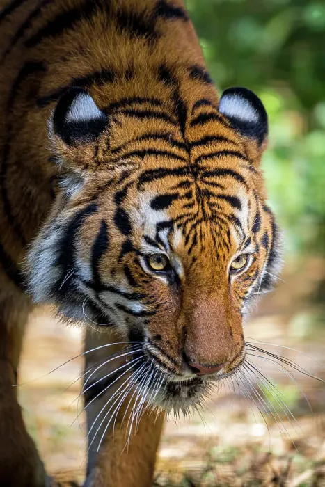 Framed Print : A Malayan tiger has penetrating eyes Framed Print : A Malayan tiger has penetrating eyes