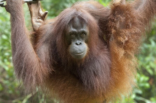 Malaysia, Borneo, Sabah, Kota Kinabalu, Lok Kawi Wildlife Park. Mature Bornean Orangutan (Captive