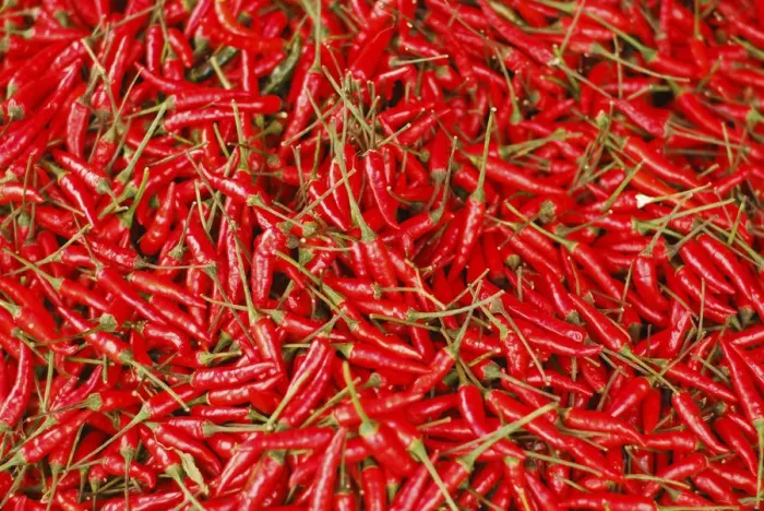 Framed Print : Malaysia, Borneo, Semporna, hot chili Framed Print : Malaysia, Borneo, Semporna, hot chili