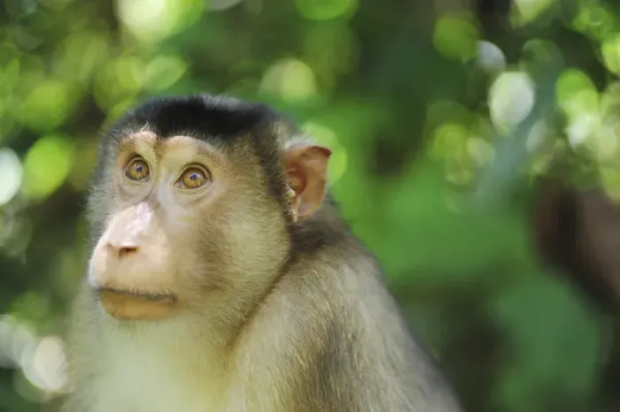 Framed Print : Malaysia, Borneo, Sepilok, close up of Southern Pig-tailed Macaque (Macaca nemestrina)