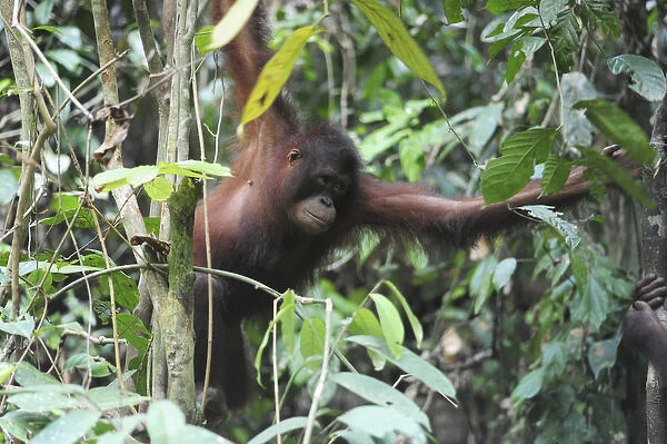 Malaysia, Borneo, Sepilok, Orangutan in the rainforest
