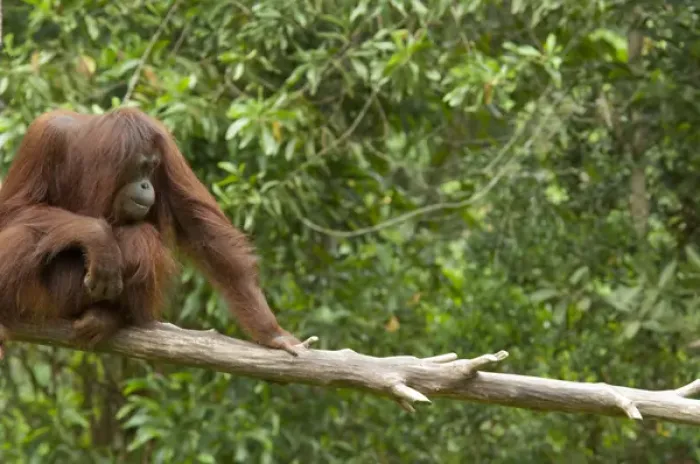 Framed Print : Malaysia, Island of Borneo, Sabah, Kota Kinabalu, Lok Kawi Wildlife Park. Bornean Orangutan