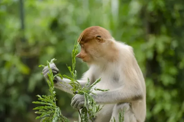 Framed Print : Malaysia, Island of Borneo, Sabah, Kota Kinabalu, Lok Kawi Wildlife Park. Proboscis monkey (Captive
