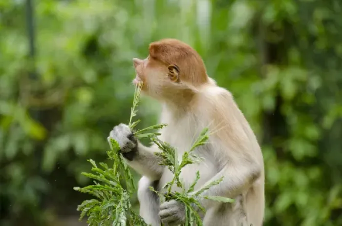 Framed Print : Malaysia, Island of Borneo, Sabah, Kota Kinabalu, Lok Kawi Wildlife Park. Proboscis monkey (Captive Framed Print : Malaysia, Island of Borneo, Sabah, Kota Kinabalu, Lok Kawi Wildlife Park. Proboscis monkey (Captive