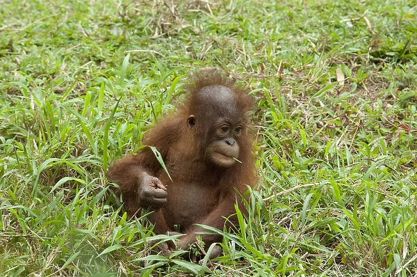 Malaysia, Island of Borneo, Sabah, Kota Kinabalu, Lok Kawi Wildlife Park. Baby Bornean Orangutan