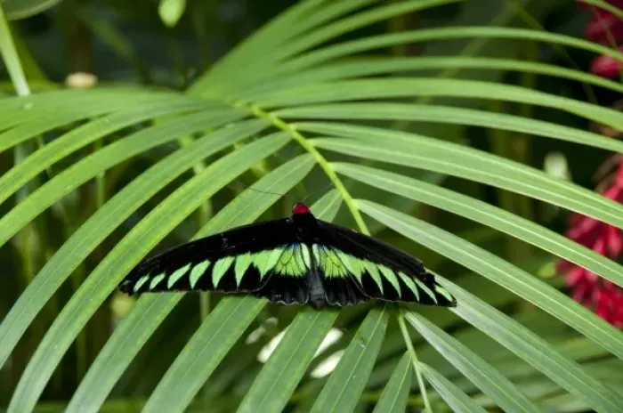 Framed Print : Malaysia, Island of Penang, Penang Butterfly Farm. Rajah Brookes Birdwing, Malaysia s Framed Print : Malaysia, Island of Penang, Penang Butterfly Farm. Rajah Brookes Birdwing, Malaysia s