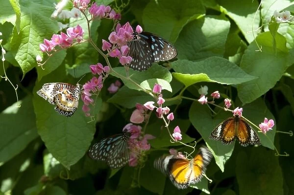 Malaysia, Island of Penang, Penang Butterfly Farm. Butterflies on flowers