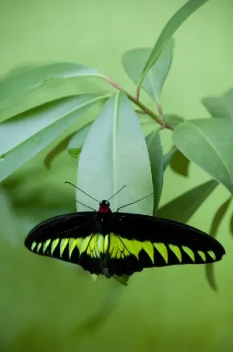 Framed Print : Malaysia, Island of Penang, Penang Butterfly Farm. Rajah Brookes Birdwing, Malaysia s Framed Print : Malaysia, Island of Penang, Penang Butterfly Farm. Rajah Brookes Birdwing, Malaysia s