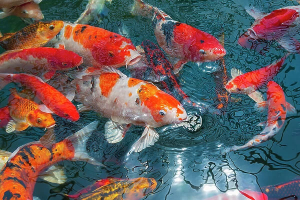 Malaysia, Malacca (Melaka). Close-up of koi fish