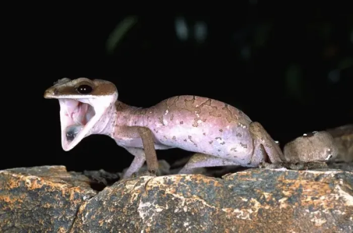 Framed Print : Malaysian Cat Gecko, Aeluroscalabotes felinus, Native to Malaysia Framed Print : Malaysian Cat Gecko, Aeluroscalabotes felinus, Native to Malaysia