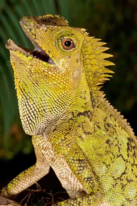 Framed Print : Malaysian Crested Dragon Lizard, Goniocephalus chameleontinus, Native to Indonesia