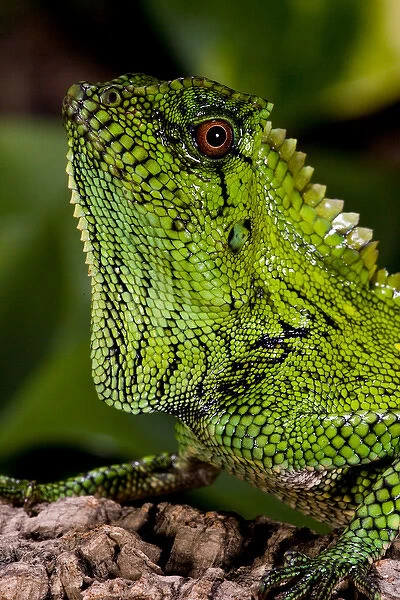 Malaysian Crested Dragon Lizard Goniocephalus doriae Native to Malaysia