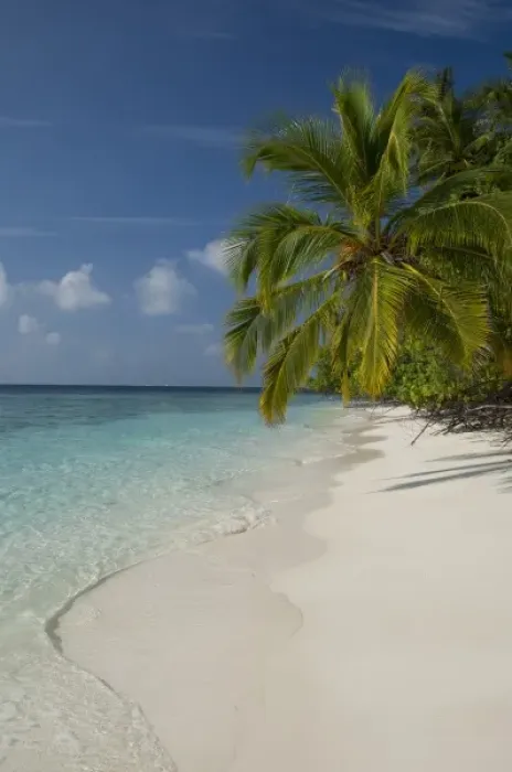 Framed Print : Maldives, North Male Atoll, Island of Kuda Bandos. Palm trees on white sand beach